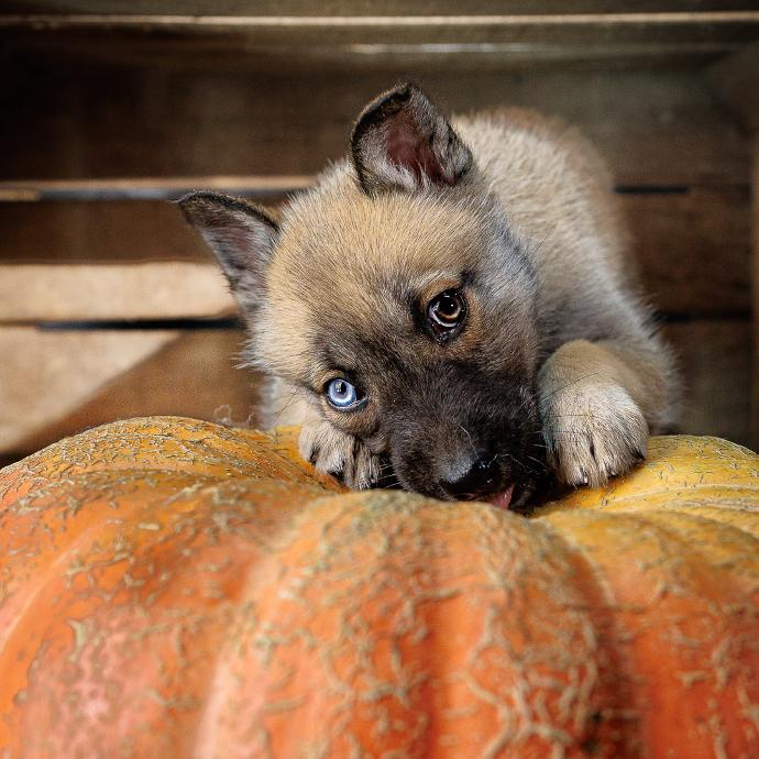 Portrait chiot Malinois x Yuski