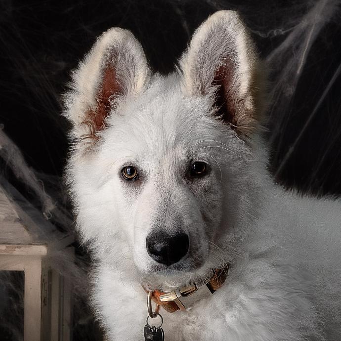 Portrait Chiot Berger Blanc Suisse